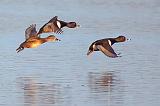 Ducks In Flight_24676A